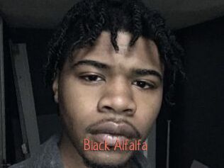 Black_Alfalfa