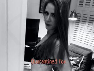 Quarantined_fox